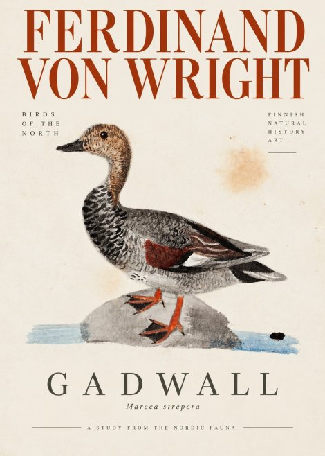 Ferdinand von Wright Duck on a Rock No4 - Juliste