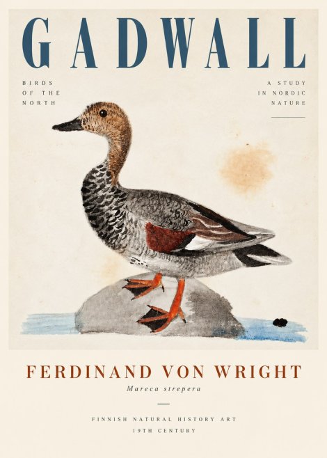 Ferdinand von Wright Duck on a Rock No5 - Juliste