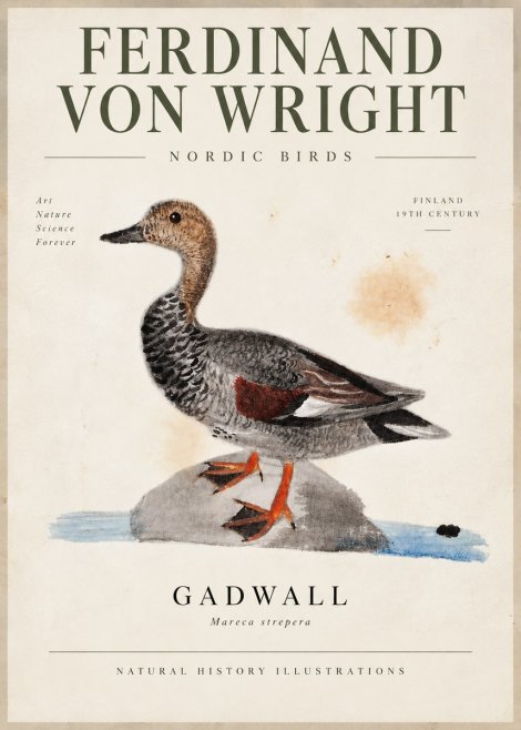 Ferdinand von Wright Duck on a Rock No6 - Juliste