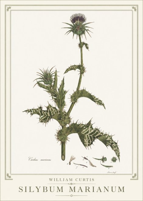 William Curtis Silybum Marianum No1 - Juliste