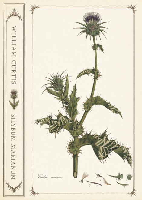 William Curtis Silybum Marianum No2 - Juliste