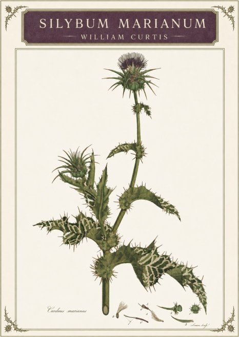 William Curtis Silybum Marianum No3 - Juliste