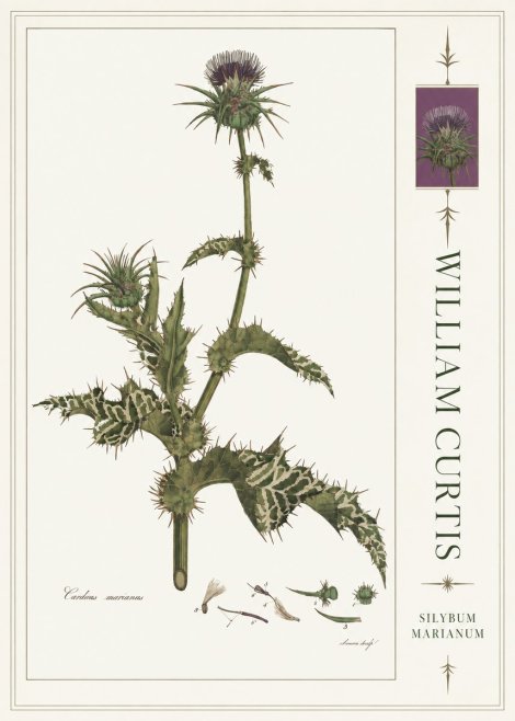 William Curtis Silybum Marianum No4 - Juliste