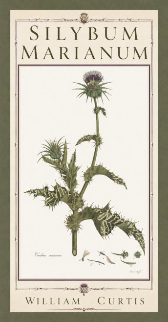 William Curtis Silybum Marianum No5 - Juliste