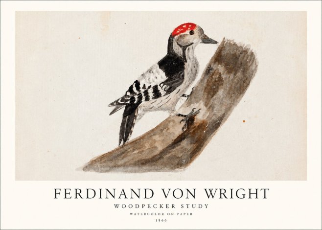 Ferdinand von Wright Woodpecker Study No1 - Juliste