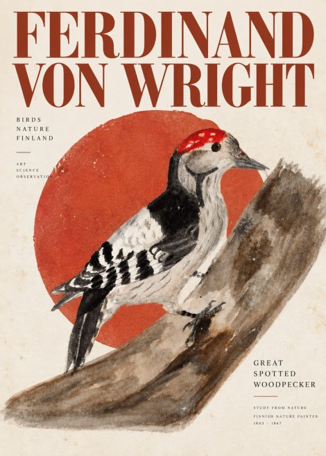 Ferdinand von Wright Woodpecker Study No6 - Juliste