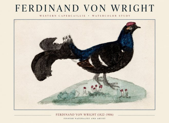 Ferdinand von Wright Western Capercaillie - Watercolor Study No1 - Juliste