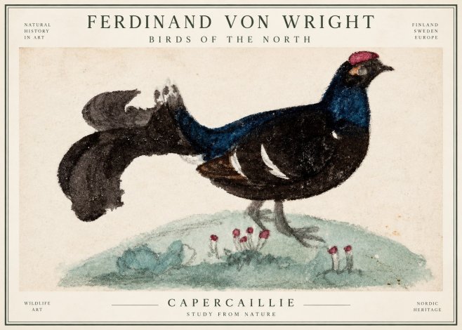 Ferdinand von Wright Western Capercaillie - Watercolor Study No3 - Juliste
