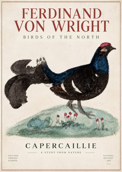 Ferdinand von Wright Western Capercaillie - Watercolor Study No6 - Juliste