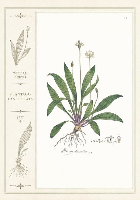 William Curtis Plantago Lanceolata I No2 - Juliste