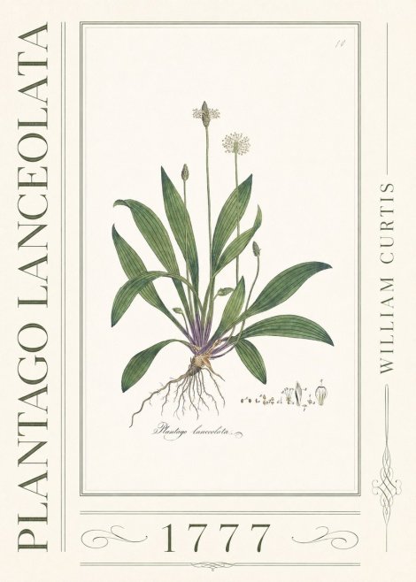 William Curtis Plantago Lanceolata I No3 - Juliste