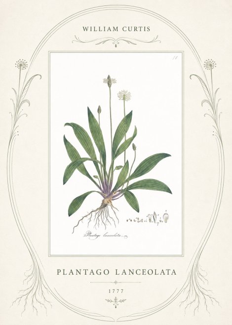 William Curtis Plantago Lanceolata I No4 - Juliste