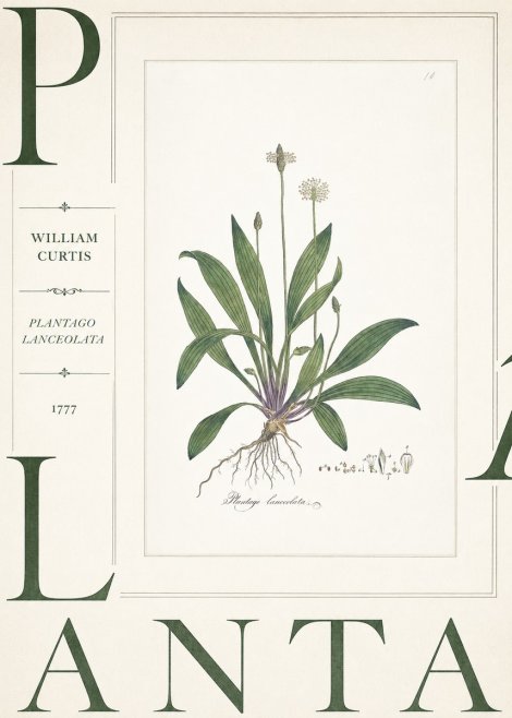 William Curtis Plantago Lanceolata I No5 - Juliste