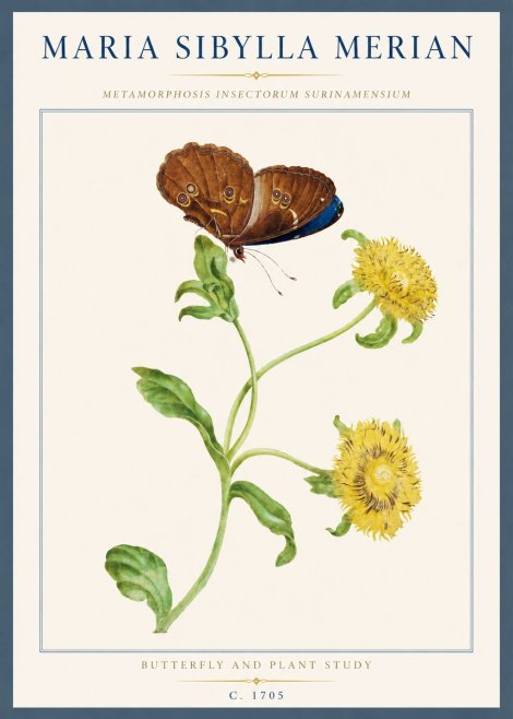 Maria Sibylla Merian Butterfly and Plant Study No3 - Juliste