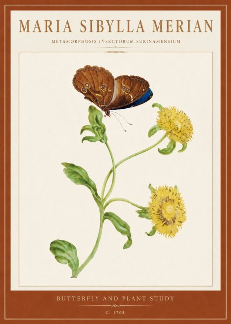 Maria Sibylla Merian Butterfly and Plant Study No5 - Juliste