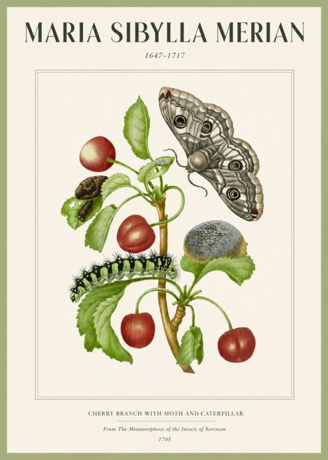 Maria Sibylla Merian Cherry Branch with Moth and Caterpillar No2 - Juliste