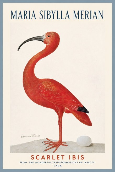 Maria Sibylla Merian Scarlet Ibis No2 - Juliste