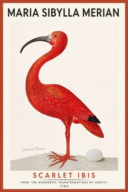 Maria Sibylla Merian Scarlet Ibis No5 - Juliste