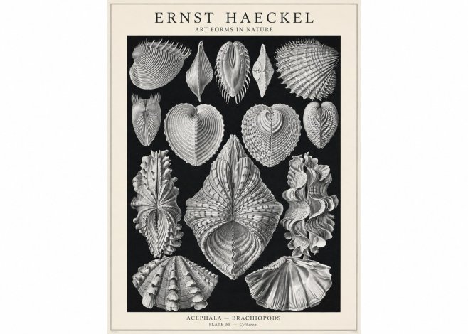 Ernst Haeckel Acephala — Brachiopods Plate 55 — Cytherea. No1 - Juliste