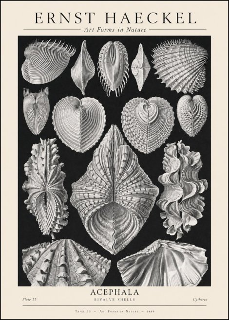 Ernst Haeckel Acephala — Brachiopods Plate 55 — Cytherea. No2 - Juliste