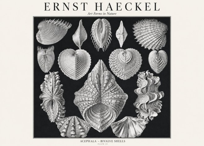 Ernst Haeckel Acephala — Brachiopods Plate 55 — Cytherea. No3 - Juliste