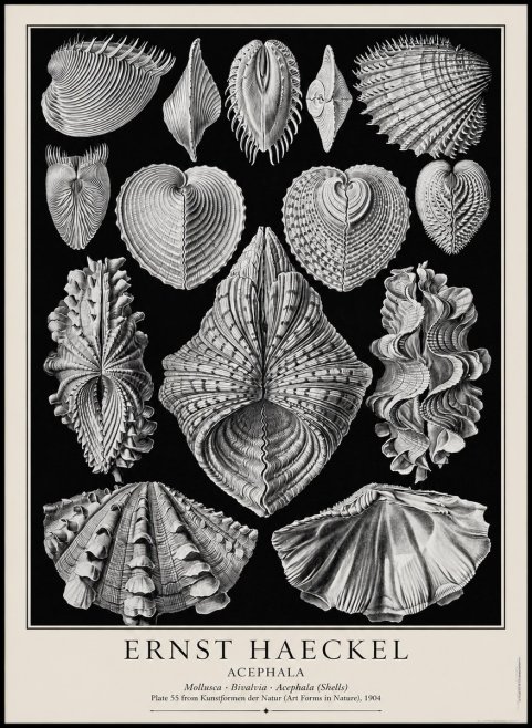 Ernst Haeckel Acephala — Brachiopods Plate 55 — Cytherea. No4 - Juliste