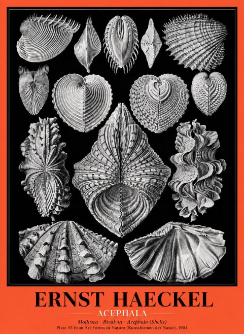 Ernst Haeckel Acephala — Brachiopods Plate 55 — Cytherea. No5 - Juliste