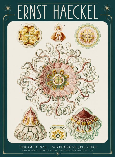Ernst Haeckel Peromedusae – Discomedusae No4 - Juliste