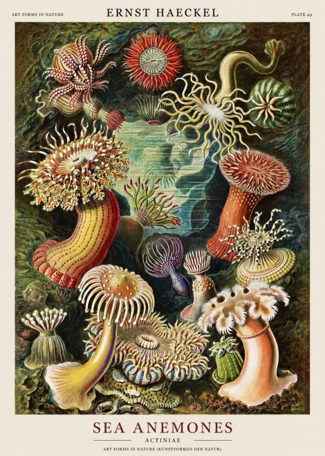 Ernst Haeckel Sea Anemones No1 - Juliste