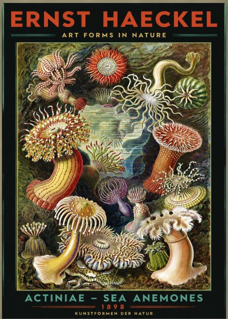 Ernst Haeckel Sea Anemones No3 - Juliste