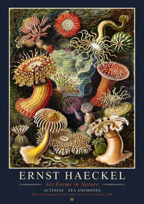 Ernst Haeckel Sea Anemones No4 - Juliste