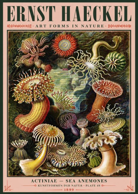 Ernst Haeckel Sea Anemones No5 - Juliste