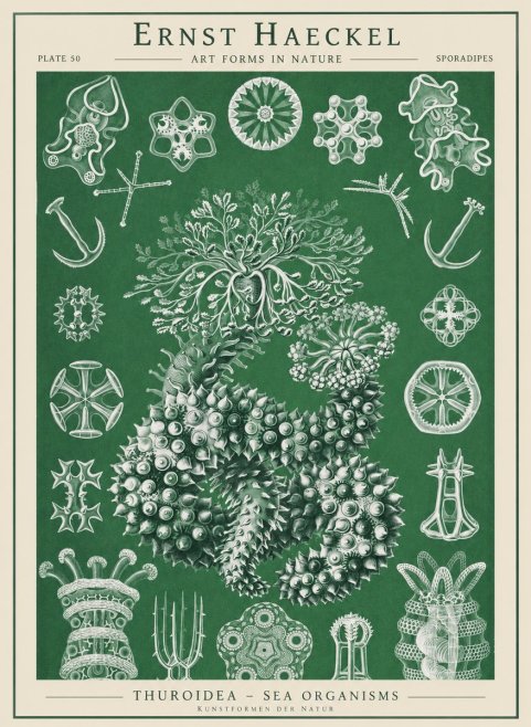 Ernst Haeckel Thuroidea - Sea Organisms No1 - Juliste
