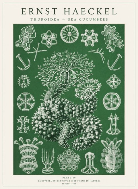 Ernst Haeckel Thuroidea - Sea Organisms No2 - Juliste