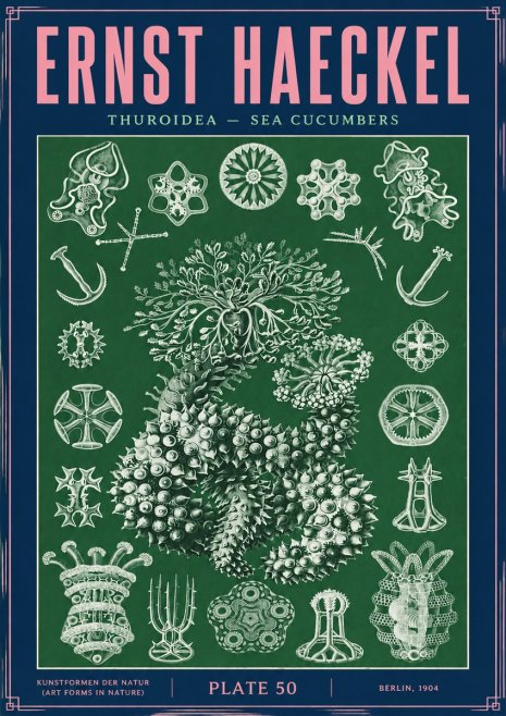 Ernst Haeckel Thuroidea - Sea Organisms No4 - Juliste