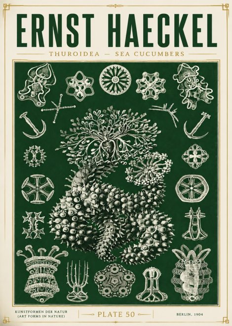 Ernst Haeckel Thuroidea - Sea Organisms No6 - Juliste
