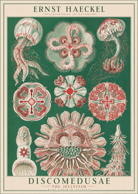 Ernst Haeckel Discomedusae - the Jellyfish No1 - Juliste