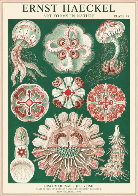 Ernst Haeckel Discomedusae - the Jellyfish No2 - Juliste