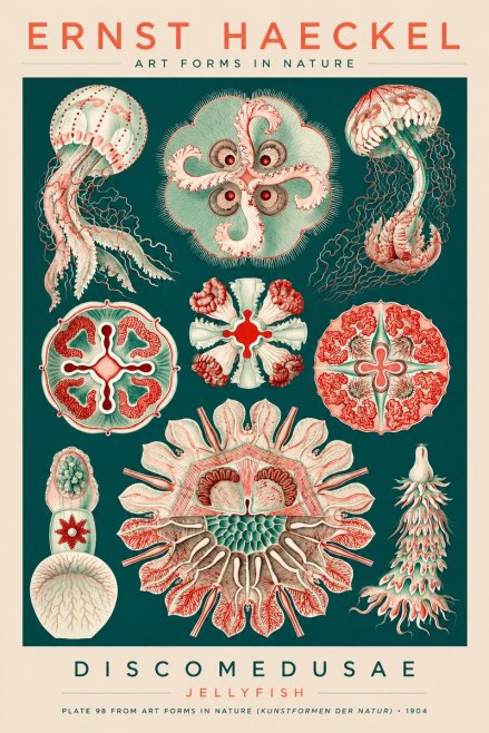 Ernst Haeckel Discomedusae - the Jellyfish No3 - Juliste