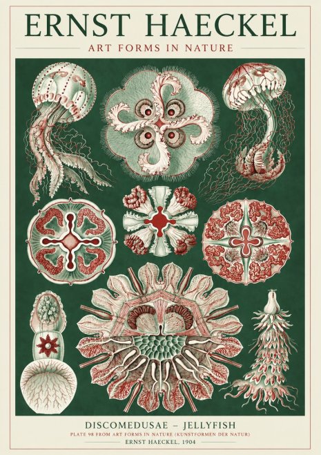 Ernst Haeckel Discomedusae - the Jellyfish No5 - Juliste