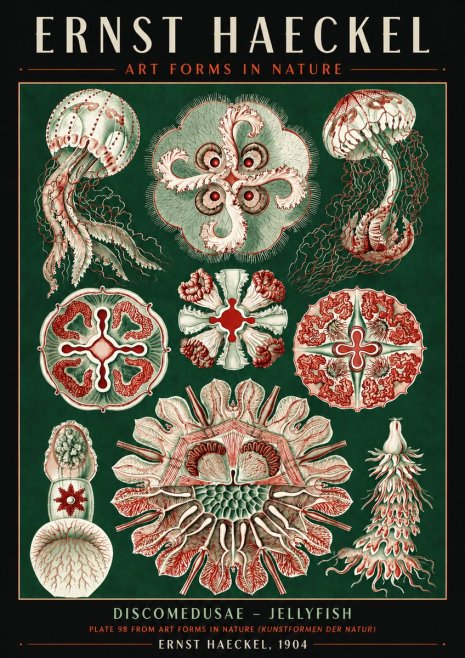 Ernst Haeckel Discomedusae - the Jellyfish No6 - Juliste