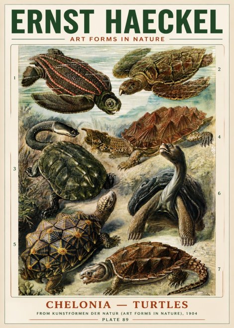 Ernst Haeckel Chelonia - Turtles No4 - Juliste