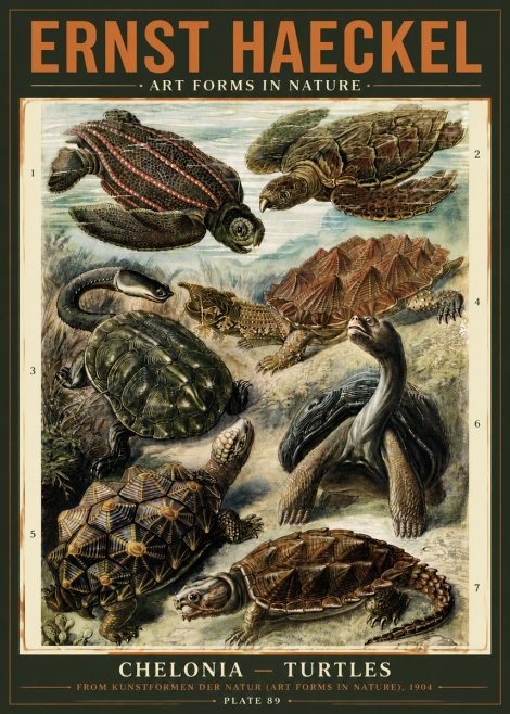 Ernst Haeckel Chelonia - Turtles No5 - Juliste