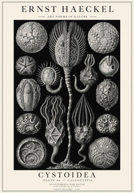 Ernst Haeckel Cystoidea - Callocystis No1 - Juliste