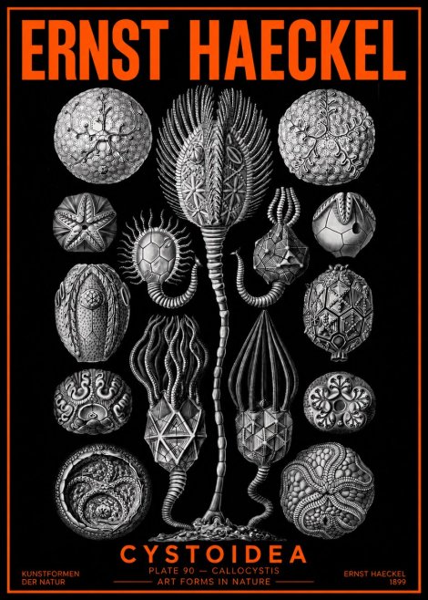 Ernst Haeckel Cystoidea - Callocystis No2 - Juliste