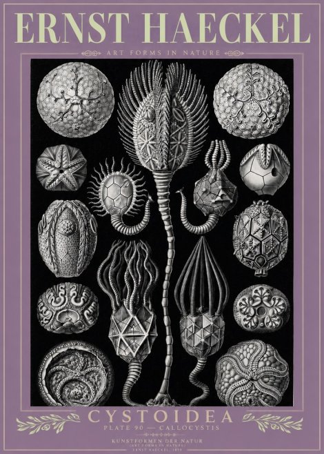 Ernst Haeckel Cystoidea - Callocystis No3 - Juliste