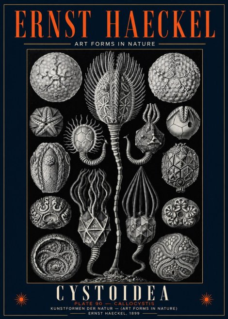 Ernst Haeckel Cystoidea - Callocystis No5 - Juliste