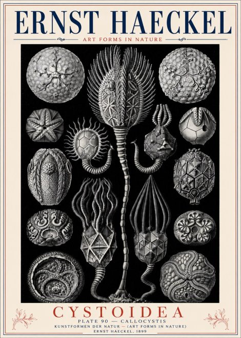 Ernst Haeckel Cystoidea - Callocystis No6 - Juliste