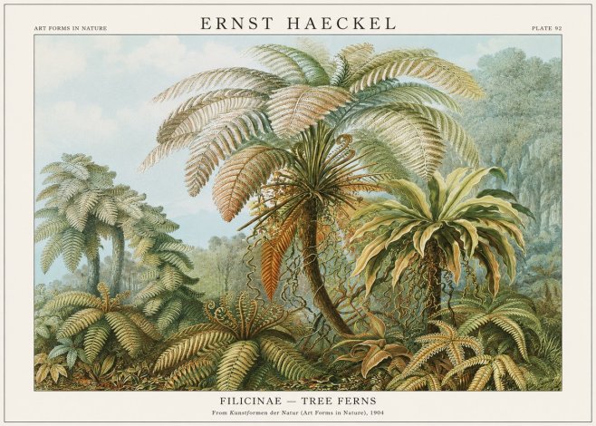 Ernst Haeckel Filicinae – Tree Ferns No1 - Juliste