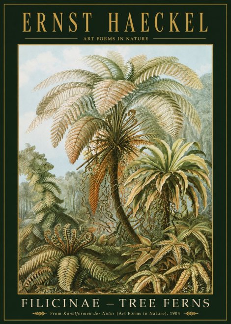 Ernst Haeckel Filicinae – Tree Ferns No2 - Juliste